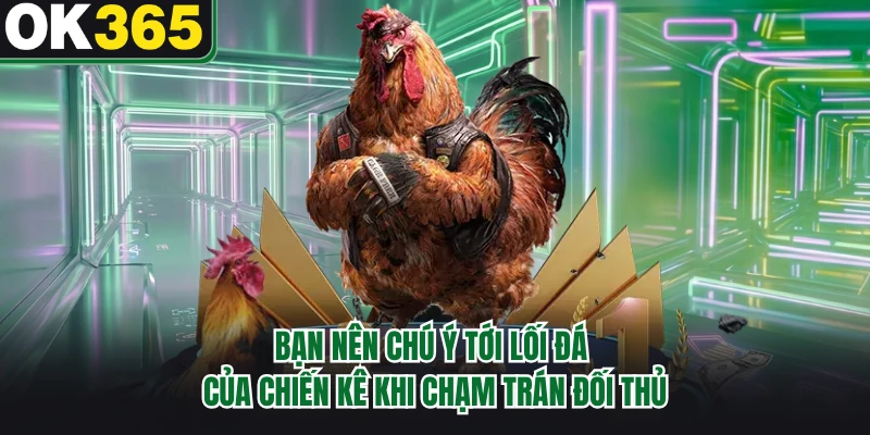 Bạn nên chú ý tới lối đá của chiến kê khi chạm trán đối thủ