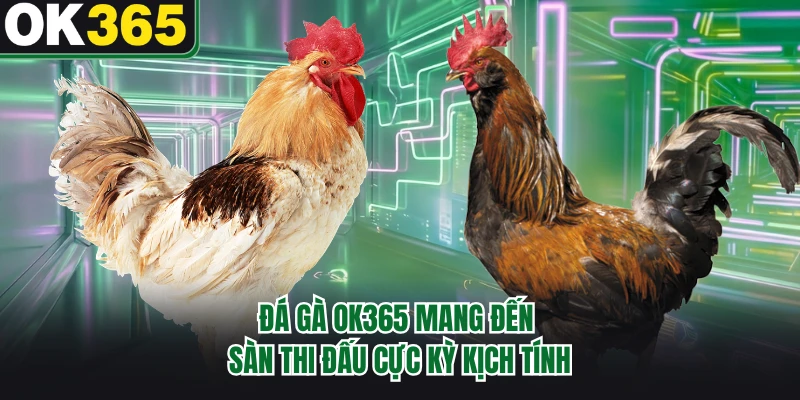 Đá gà OK365 mang đến sàn thi đấu cực kỳ kịch tính