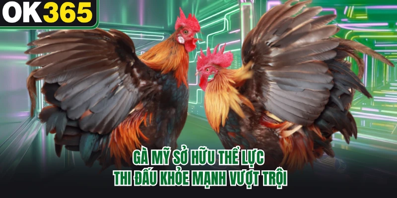 Gà Mỹ sở hữu thể lực thi đấu khỏe mạnh vượt trội
